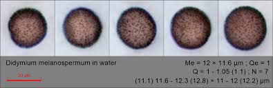 Image result for Melanospermum