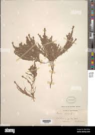 Image result for Cressa