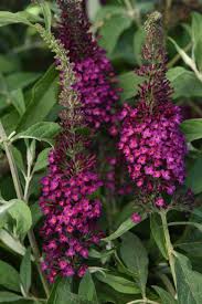 Image result for Buddleja pulchella
