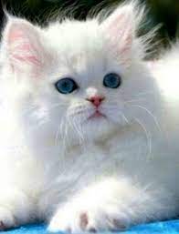 Check Out What I Gotvery Beautiful Cats Images Twitter Gattini Persiani Gatti Adorabili Gattini