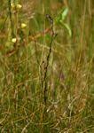 Image result for Utricularia tortilis
