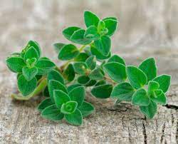 5 Tasty Ways To Cook With Fresh Oregano Fresh Oregano Oregano Seeds Types Of Herbs