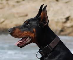 Img Doberman Pinscher Doberman Ear Cropping Doberman