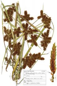 Image result for Cyperus mapanioides