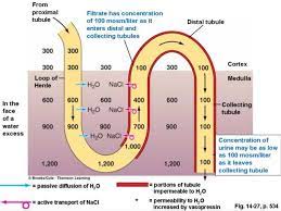 Cocentrating Abilities Of The Kidneys Is Complex Through Countercurre Loop Of Henle Complex Map