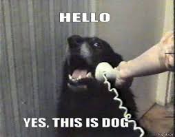 Hello Yes This Is Dog O Hello This Is Dog Funny Hello Yes