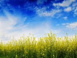 Check spelling or type a new query. Free Download Mustard Flowers Field Wallpaper Romneys Unethical Mediscare No 1600x1200 For Your Desktop Mobile Tablet Explore 61 Flower Field Wallpaper Fields Wallpaper