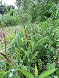 Image result for Indigofera astragalina-hirsuta