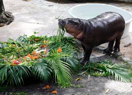 Aroomi kim onlyfans its evident by her enthusiasm that she