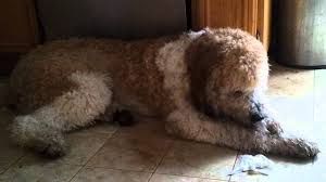 Check spelling or type a new query. 20 Things You Didn T Know About The Saint Berdoodle