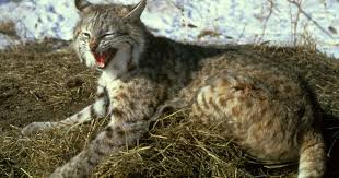 Our bays, estuaries and marine waters can be home to 28 marine mammals and 336 marine finfish at some point during the year. New Jersey Police Department Warns Of Large Cat On The Loose Phillyvoice