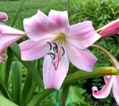 Image result for Crinum rautanenianum