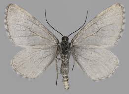 Image result for Entephria byssata