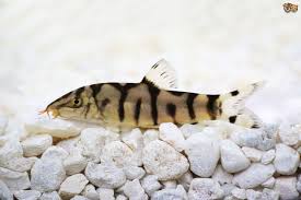 Tropical Aquarium Fish That Eat Snails Aquarium Fish Angel Fish Fish Tank