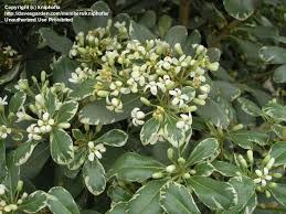 Plantfiles Pictures Pittosporum Variegated Japanese Mock Orange Variegata Pittosporum Tobira By Kniphofia
