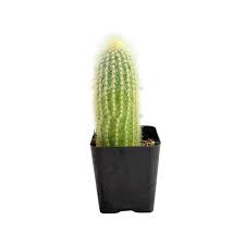 Image result for Cleistocactus