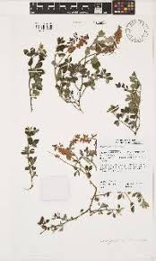 Image result for Indigofera rhytidocarpa