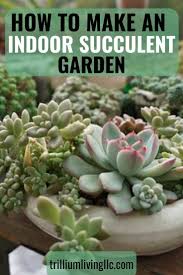 How To Make An Indoor Succulent Garden Trillium Living Succulent Garden Indoor Succulents Indoor Succulents