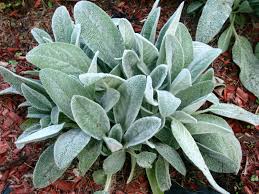 Lamb S Ear Is A Great Herb For Touching Kids Will Love The Soft Downy Leaves This Plant Is Often Grown More Lambs Ear Plant Foliage Plants Stachys Byzantina