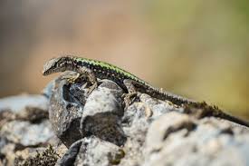 Image result for Disa saxicola