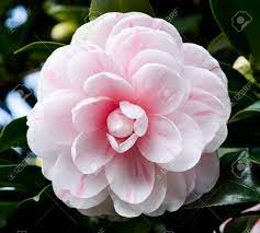 It is the classic summer flower! Pink With White Camellia Flowers Beautiful Pink With White Flowers Stock Photo Picture And Royalty Free Image Image 72713284