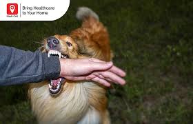 On the other hand, a dog bite injection course does not always result in rabies infection in the victim's body, it depends whether the dog has got a rabies infection in the blood. Rabies Treatment After Dog Bite Learn What To Do If Bitten By A Dog
