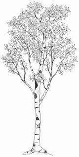 Black And White Aspen Tree Pictures Aspen Tree Drawing Google Search Aspen Drawing Google Search Tree In 2020 Birch Tree Tattoos Aspen Trees Tattoo Birches Tattoo