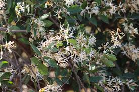 Image result for Baissea