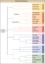 groups of protists biology for majors ii