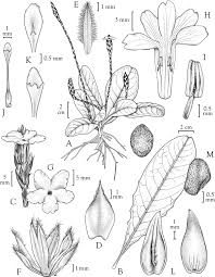 Image result for Elytraria