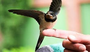 Ist ein vogel gegen die scheibe geflogen, liegt er danach meist bewegungslos auf der erde. Wenn Der Vogel Fliegen Lernt Erste Hilfe Fur Singvogel