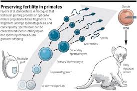 Check spelling or type a new query. Stem Cell Based Options To Preserve Male Fertility Science