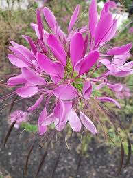 Image result for Cleome spinosa