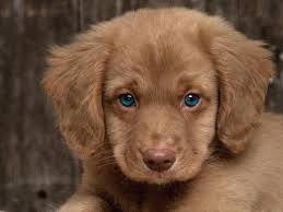 Blonde Hair Blue Eyes What A Babe Cute Animals Pets Animals