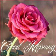 The good morning flower images are a symbol of positivity. Full Pink Rose Good Morning Good Morning Flowers Good Morning Roses Good Morning Flowers Pictures