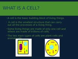 Animal cell rough endoplasmic reticulum bumpy maze passageways that carry proteins around the cell. 5th Grade Plant And Animal Cells Powerpoint By Raven Bergin Tpt