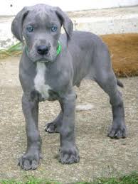 Check spelling or type a new query. Gray Great Dane Puppies For Sale Petsidi