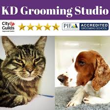 Wash my dog and its certified pet. Kd Grooming Studio Wincanton Somerset
