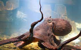 Interesting Thechive Giant Pacific Octopus Octopus Octopus Photography