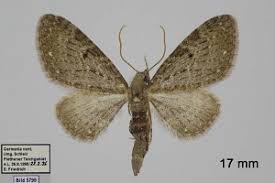 Image result for Eupithecia tripunctaria