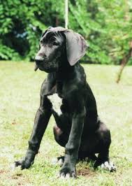 To place neglected and/or unwanted great danes into loving, permanent homes. Kutya Hu A Dog Fci 2 Dane Puppies Black Great Dane Puppy Great Dane Dogs
