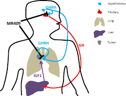 Coli and a dna fragment including a promoter (pm), a ribosome binding site (sd), a secretion signal coding region (ss), which are all those of the. Inhibition Of Tumor Growth By Agonists Of Growth Hormone Releasing Hormone Pnas