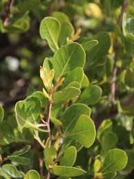 Image result for Searsia lucida