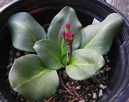 Image result for Primula 1982 Fleet