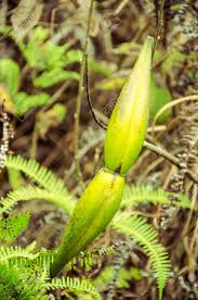 Image result for Asparagus divaricatus