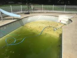 Mustard Algae How To Diagnose And Treat Mustard Or Yellow Algae In Your Swimming Pool Ask The Pool Guy