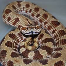 When they feel threatened, they can puff up (they'll look like a western hognose's diet is composed of appropriately sized mice. Hognose Snake Handling Tips Body Language Facts Reptifiles