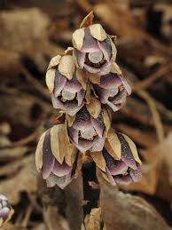 Image result for Monopsis zeyheri