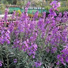 epingle sur flower garden