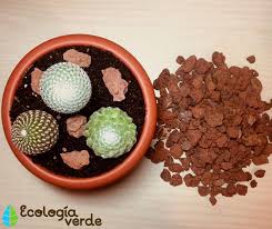 La ventaja principal es que puedes escoger la variedad que desees y recibirla en casa de manera rápida. Sustrato Para Cactus Y Suculentas Como Hacerlo